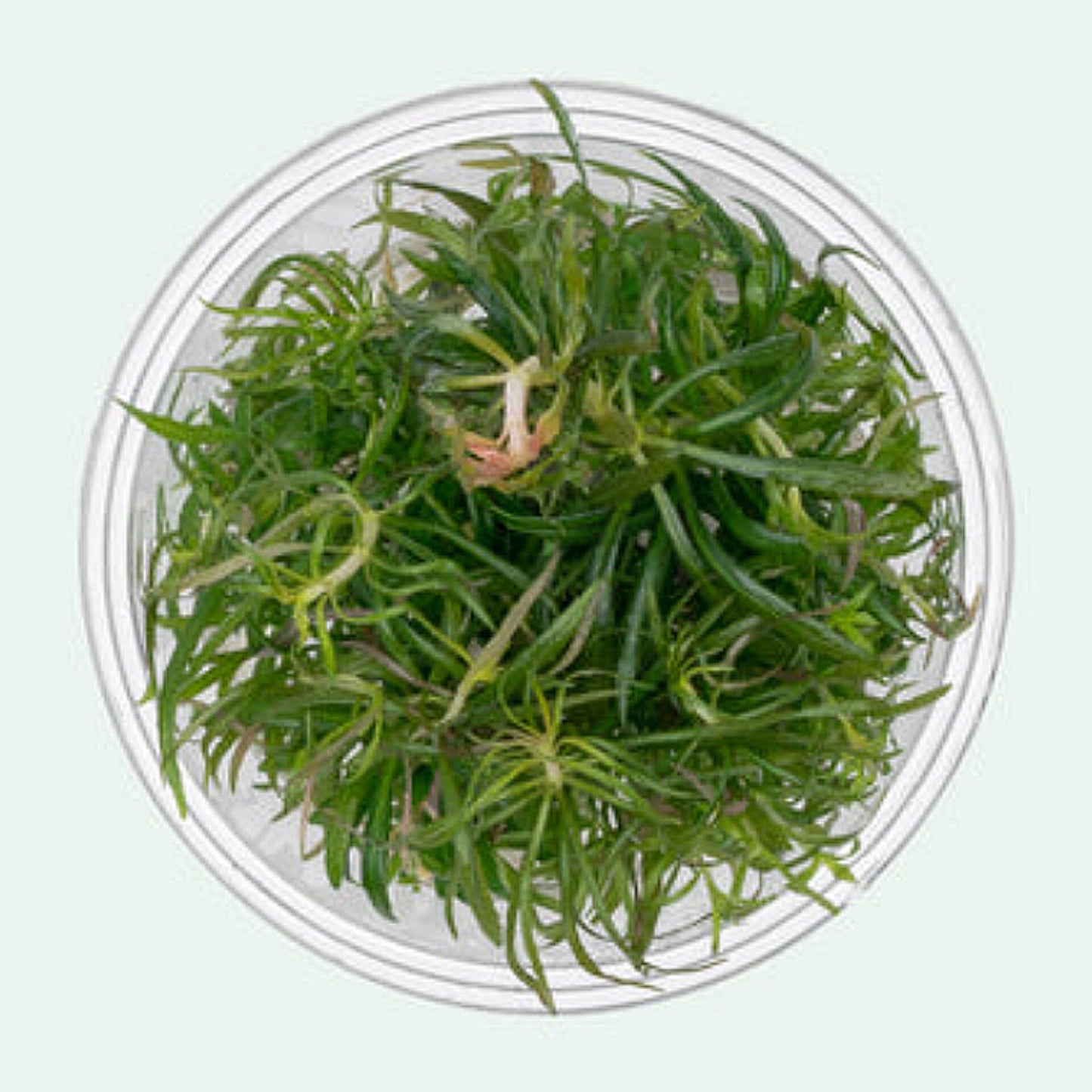 Pogostemon stellatus POG04/106