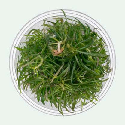 Pogostemon stellatus POG04/106