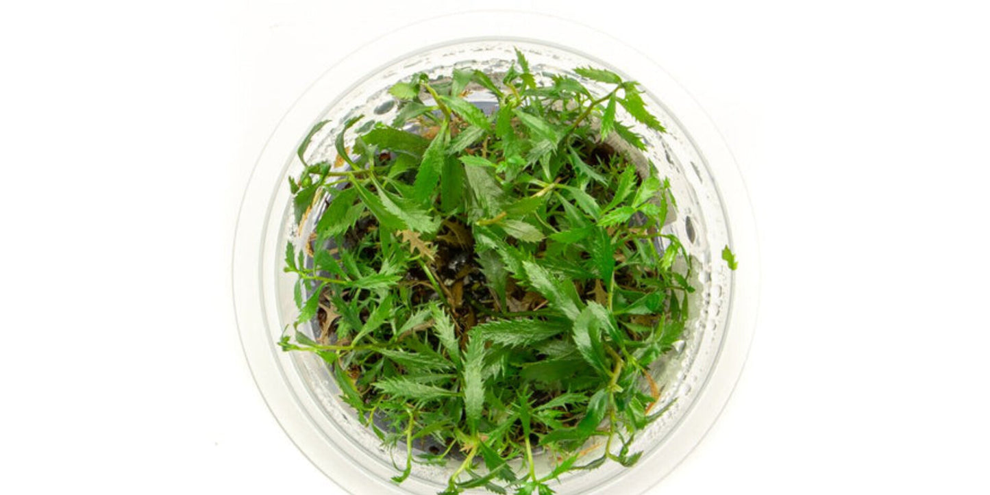 Proserpinaca palustris PR001/032