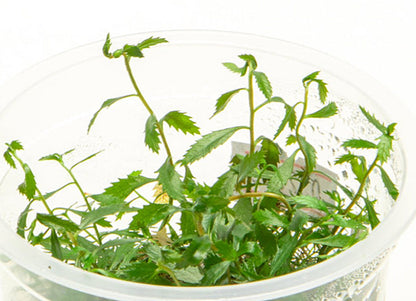 Proserpinaca palustris PR001/032