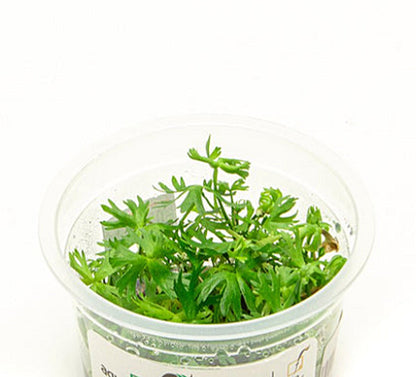 Ranunculus inundatus RAN02/074