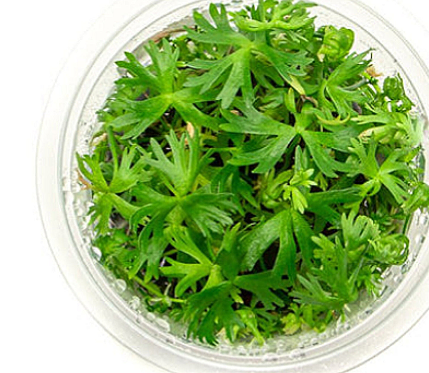 Ranunculus inundatus RAN02/074