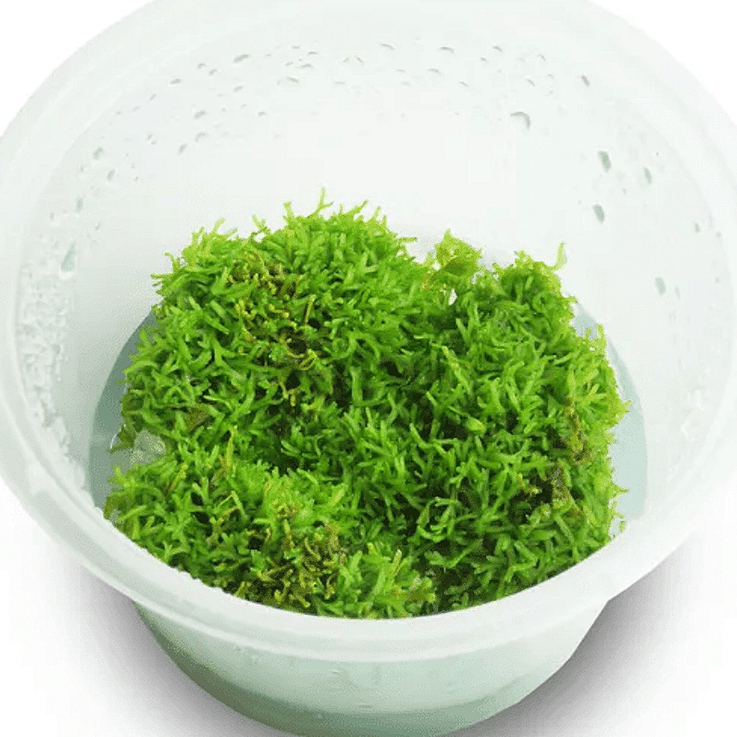 Riccia fluitans RIC01/033