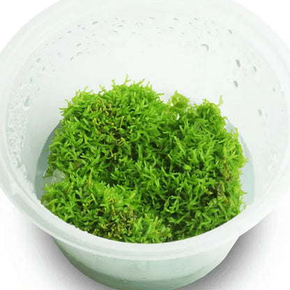 Riccia fluitans RIC01/033