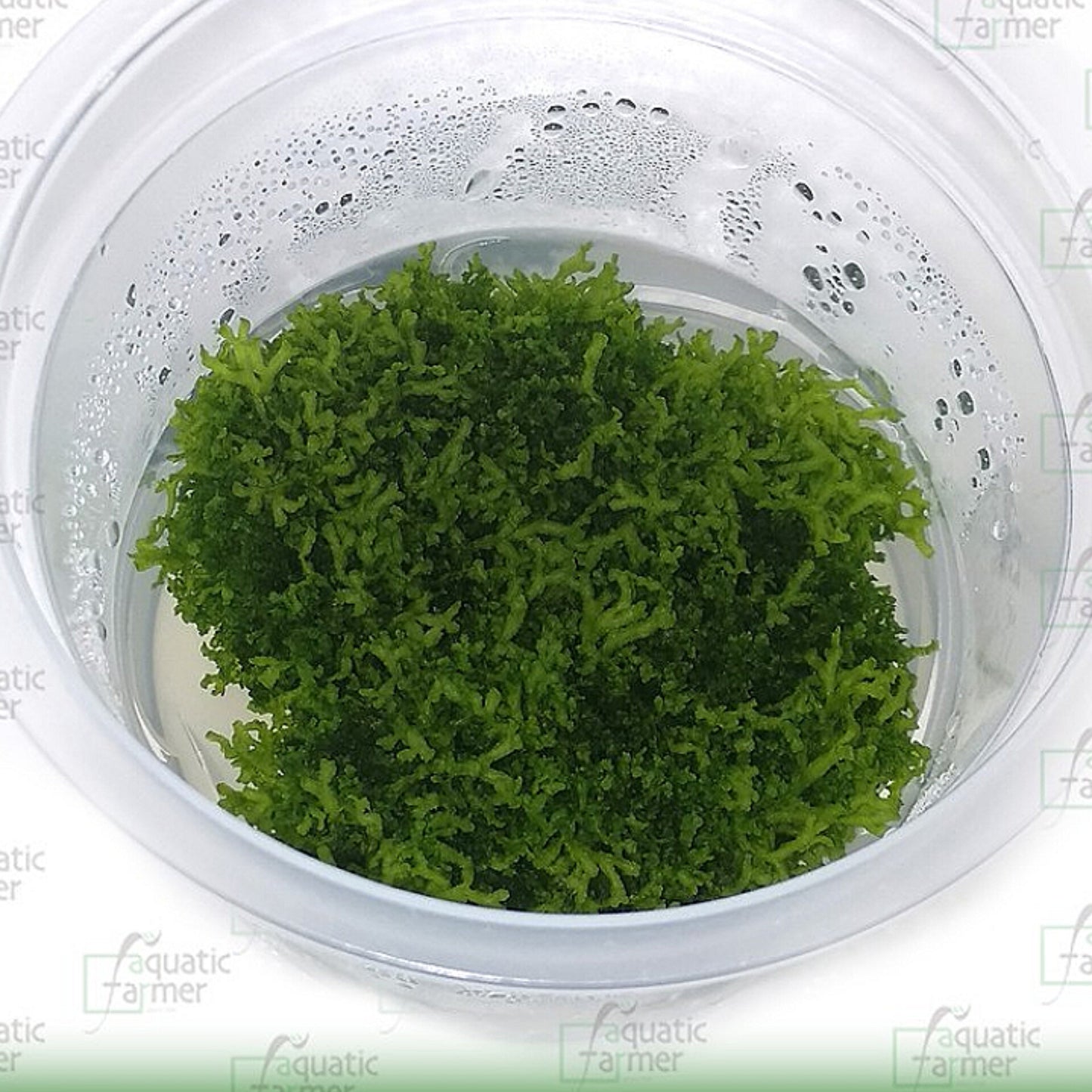 Riccia fluitans RIC01/033