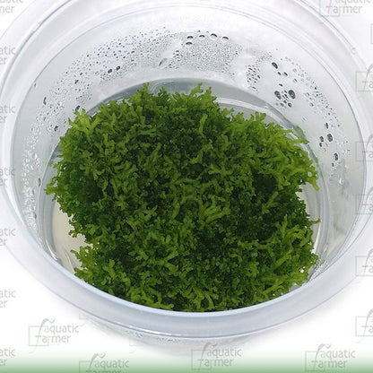 Riccia fluitans RIC01/033