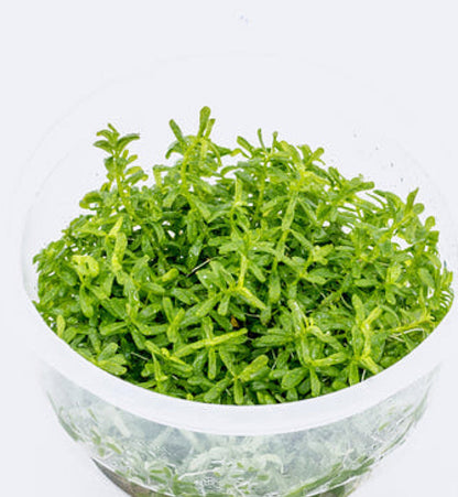 Rotala rotundifolia 'green' ROT05/099