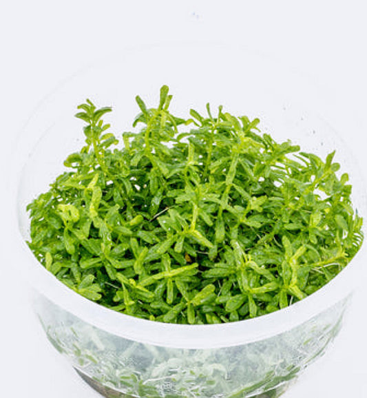 Rotala rotundifolia 'green' ROT05/099