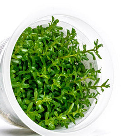 Rotala mexicana ROT08/145