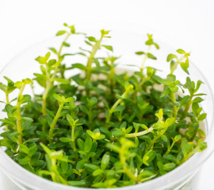 Rotala mexicana ROT08/145