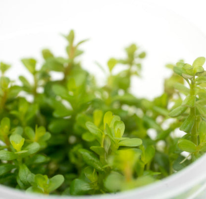 Rotala sp coin leaf ROT13/132