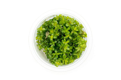 Rotala sp coin leaf ROT13/132