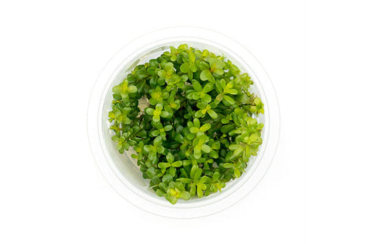 Rotala sp coin leaf ROT13/132