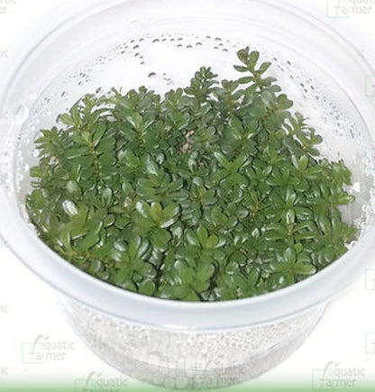 Rotala sp coin leaf ROT13/132
