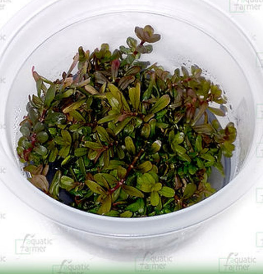 Rotala sp h'ra ROT14/115