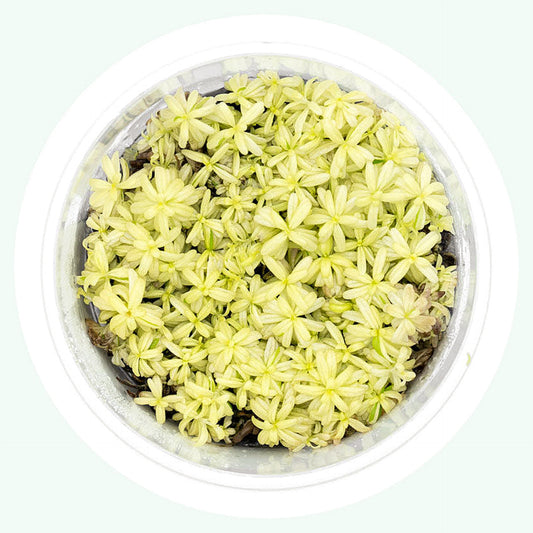 Rotala rotundifolia platinum ROT26/146