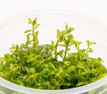 Rotala rotundifolia 'wayanad' ROT27/161