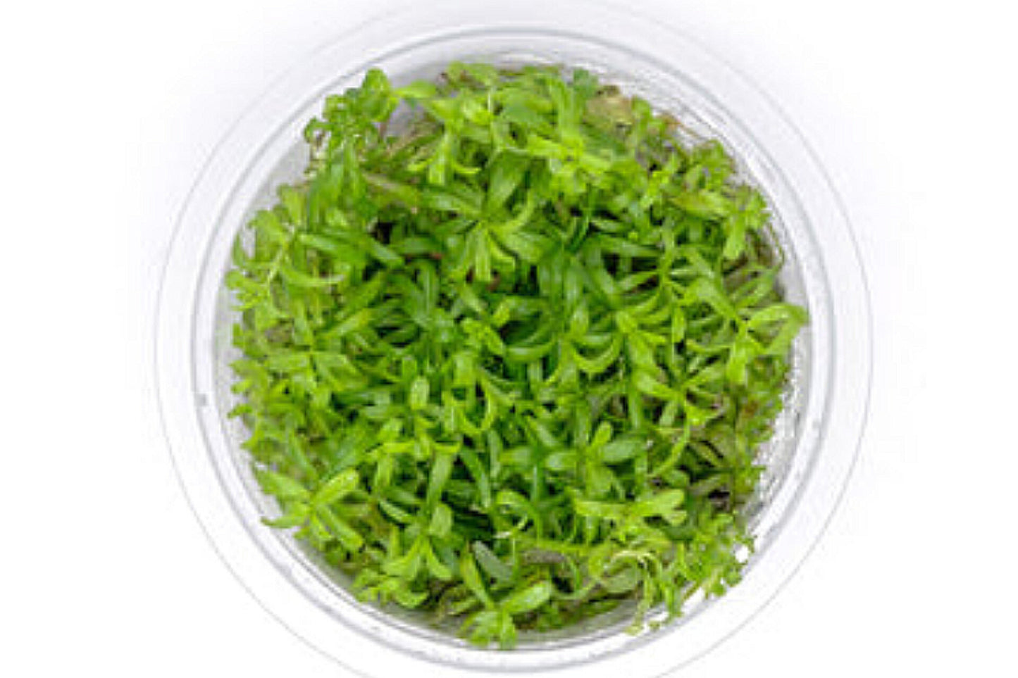 Rotala rotundifolia 'wayanad' ROT27/161