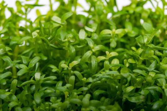 Rotala rotundifolia 'wayanad' ROT27/161