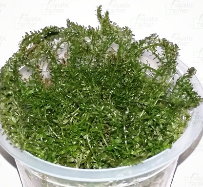 Rotala sp 'bangladesh' ROT28/162