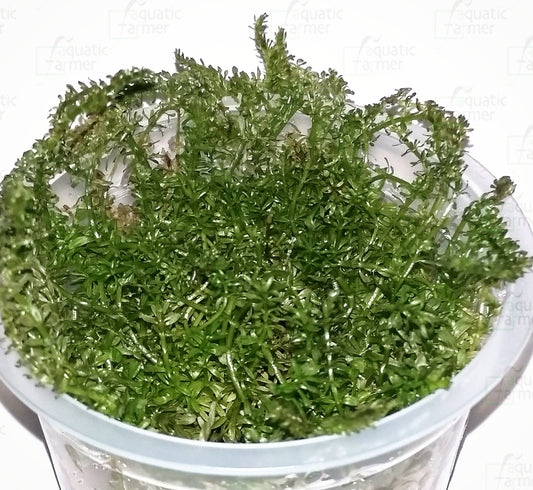 Rotala sp 'bangladesh' ROT28/162