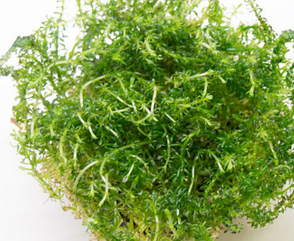 Rotala sp 'bangladesh' ROT28/162