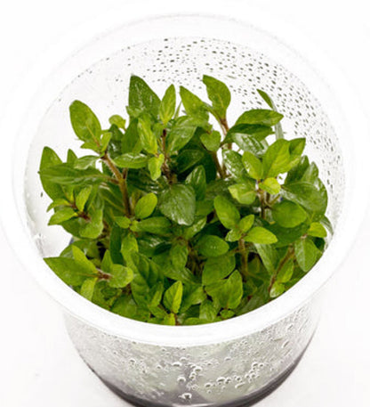 Staurogyne repens STA01/036