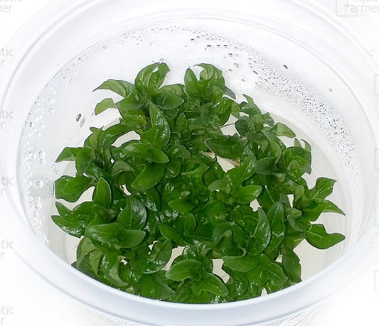 Staurogyne repens STA01/036