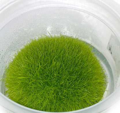 Utricularia graminifolia UTR01/039