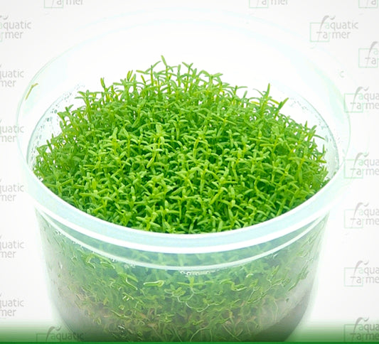 Hedyotis salzmannii (microcarpaea) HED01/171