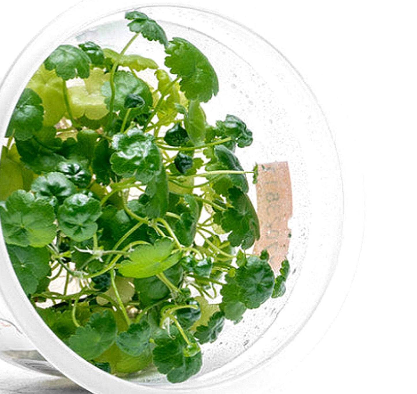 Hydrocotyle sibthorpioides HYD06/170