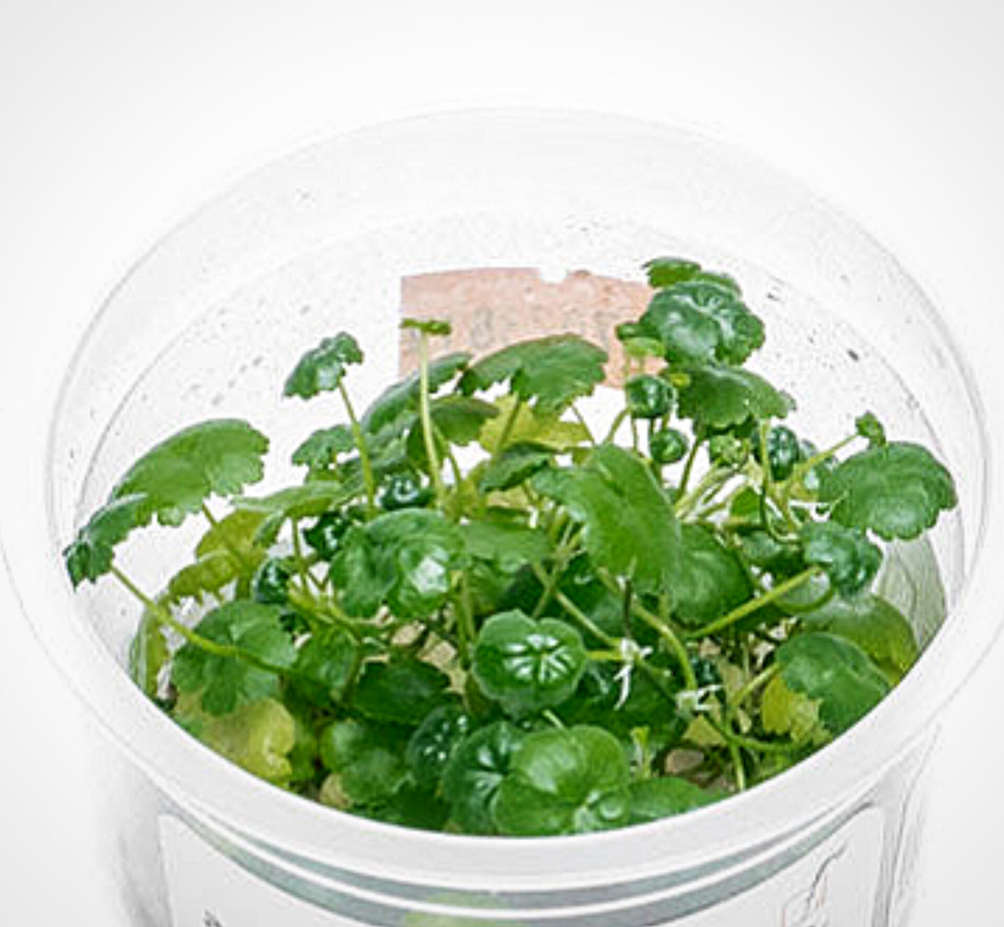 Hydrocotyle sibthorpioides HYD06/170