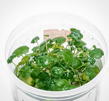 Hydrocotyle sibthorpioides HYD06/170