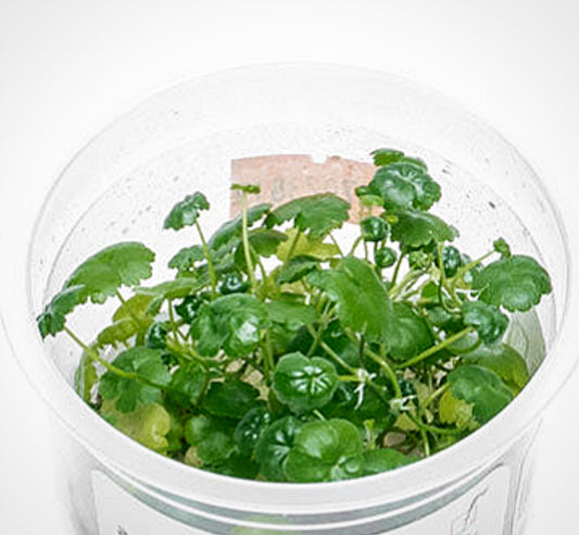 Hydrocotyle sibthorpioides HYD06/170