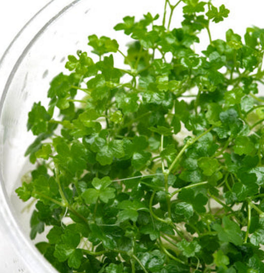 Hydrocotyle tripartita mini HYD07/173