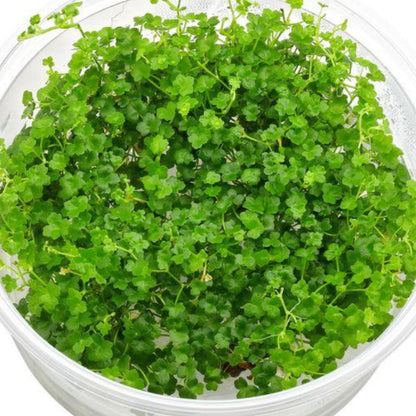 Hydrocotyle tripartita mini HYD07/173