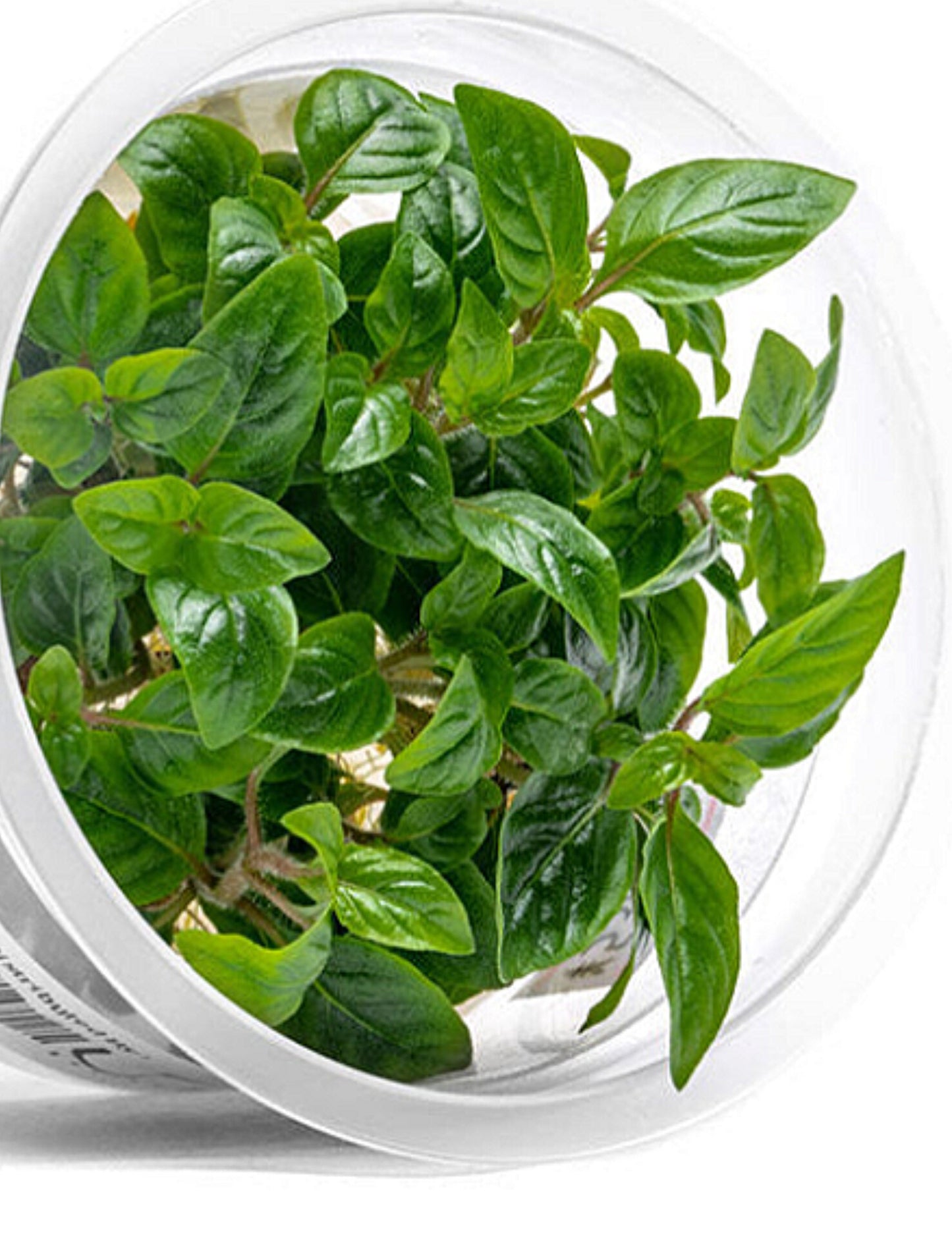 Staurogyne sp 'Bihar STA02