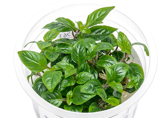 Staurogyne sp 'Bihar STA02