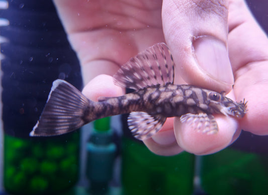 L519 (Ancistrus Honeycomb)