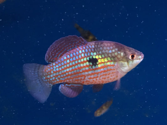 American flagfish