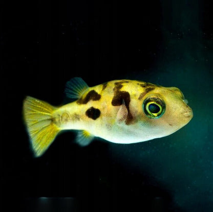 Pea Puffer (Carinotetraodon travancoricus) * WILD *