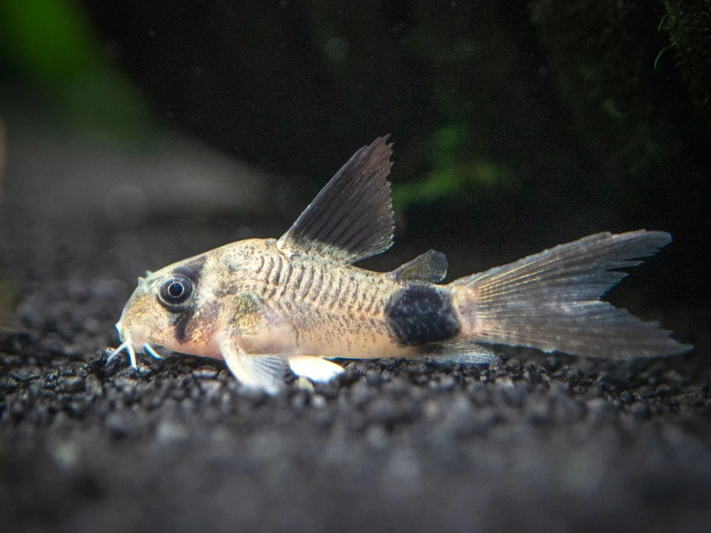 Corydoras Longfin Panda – Wildboar Fishroom