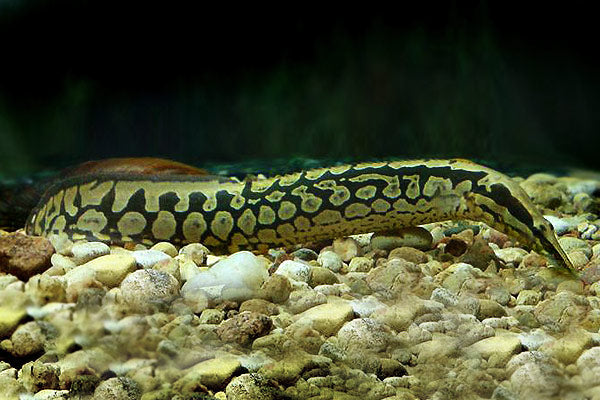 Zig Zag eel (Mastacembelus armatus) *WILD*