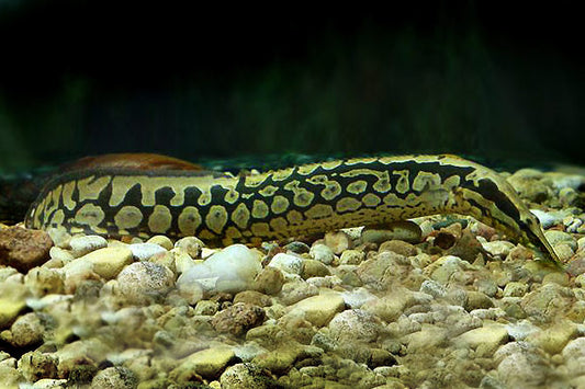 Zig Zag eel (Mastacembelus armatus) *WILD*