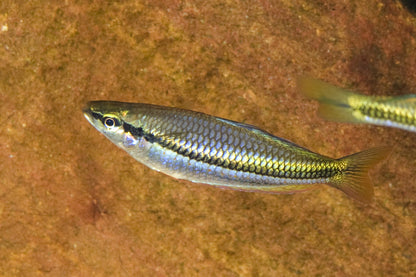 Black Banded Rainbowfish (Melanotaenia nigrans)