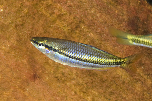 Black Banded Rainbowfish (Melanotaenia nigrans)