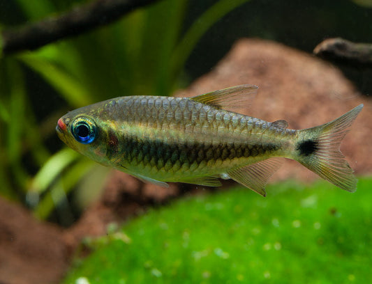 Lipstick tetras (moenkhausia cosmops)