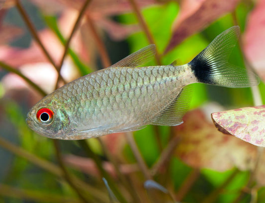 Red eye Tetras (Moenkhausia sanctaefilomenae)