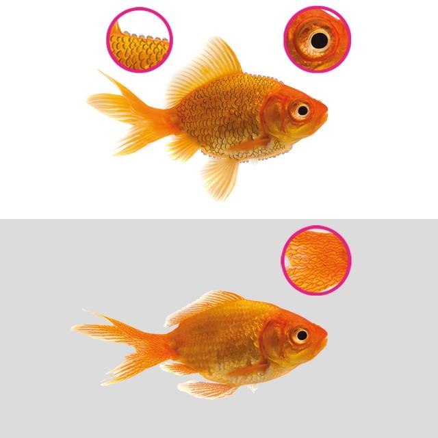 NT LABS Aquarium Anti-Internal Bacteria