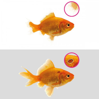 NT LABS Aquarium Anti-Ulcer & Finrot (treat bacteria infection)